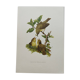 Old bird plate from the 1960s - Willow Warbler - Zoological and ornithological illustration