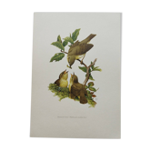 Old bird plate from the 1960s - Willow Warbler - Zoological and ornithological illustration
