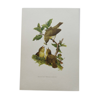 Old bird plate from the 1960s - Willow Warbler - Zoological and ornithological illustration