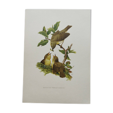 Old bird plate from the 1960s - Willow Warbler - Zoological and ornithological illustration