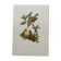 Old bird plate from the 1960s - Willow Warbler - Zoological and ornithological illustration