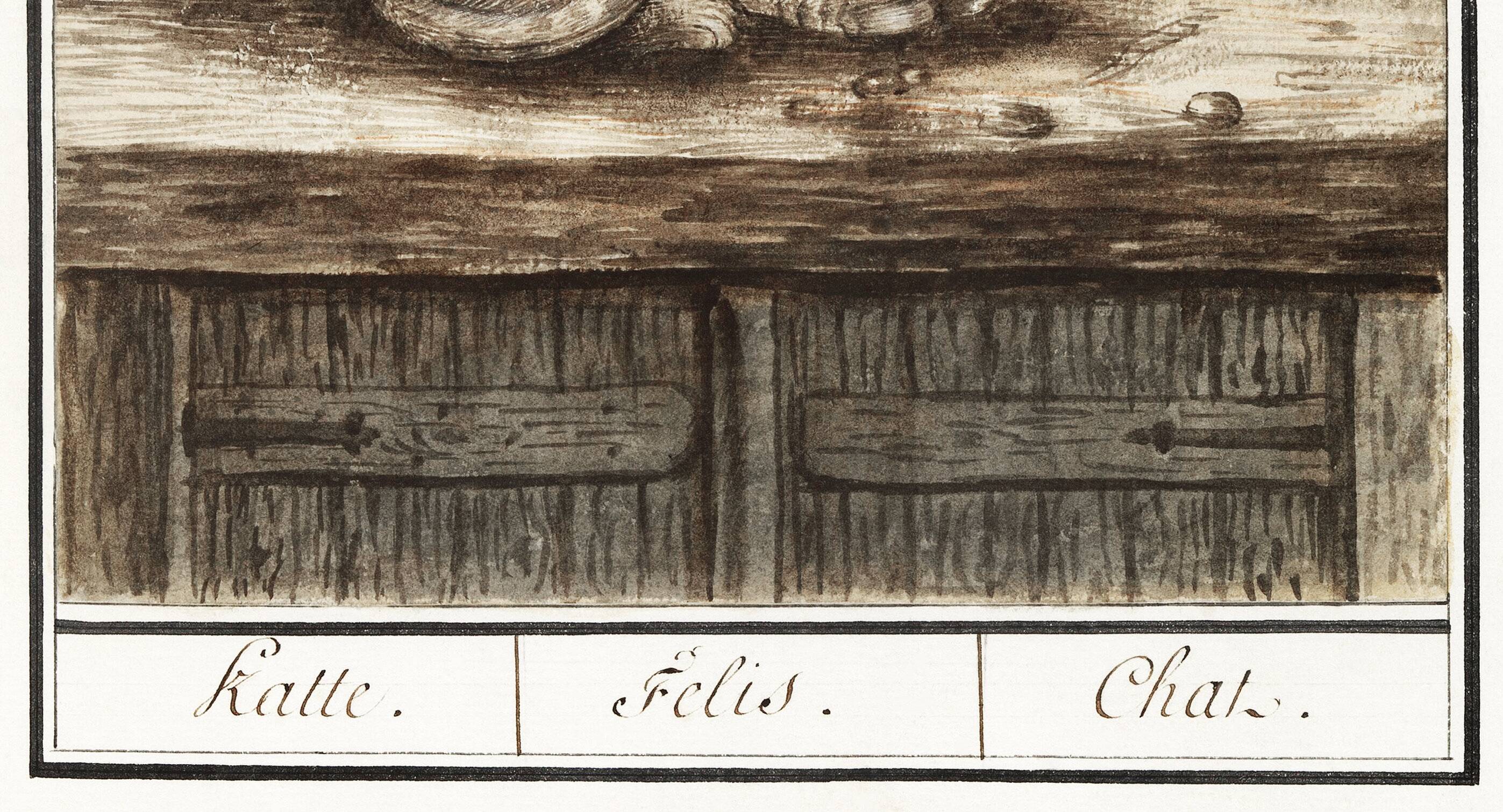 Small poster about the cat, after an old engraving from 1610.