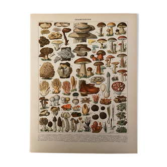 Lithograph engraving on mushrooms from 1897 (Flaccid Lenzite)