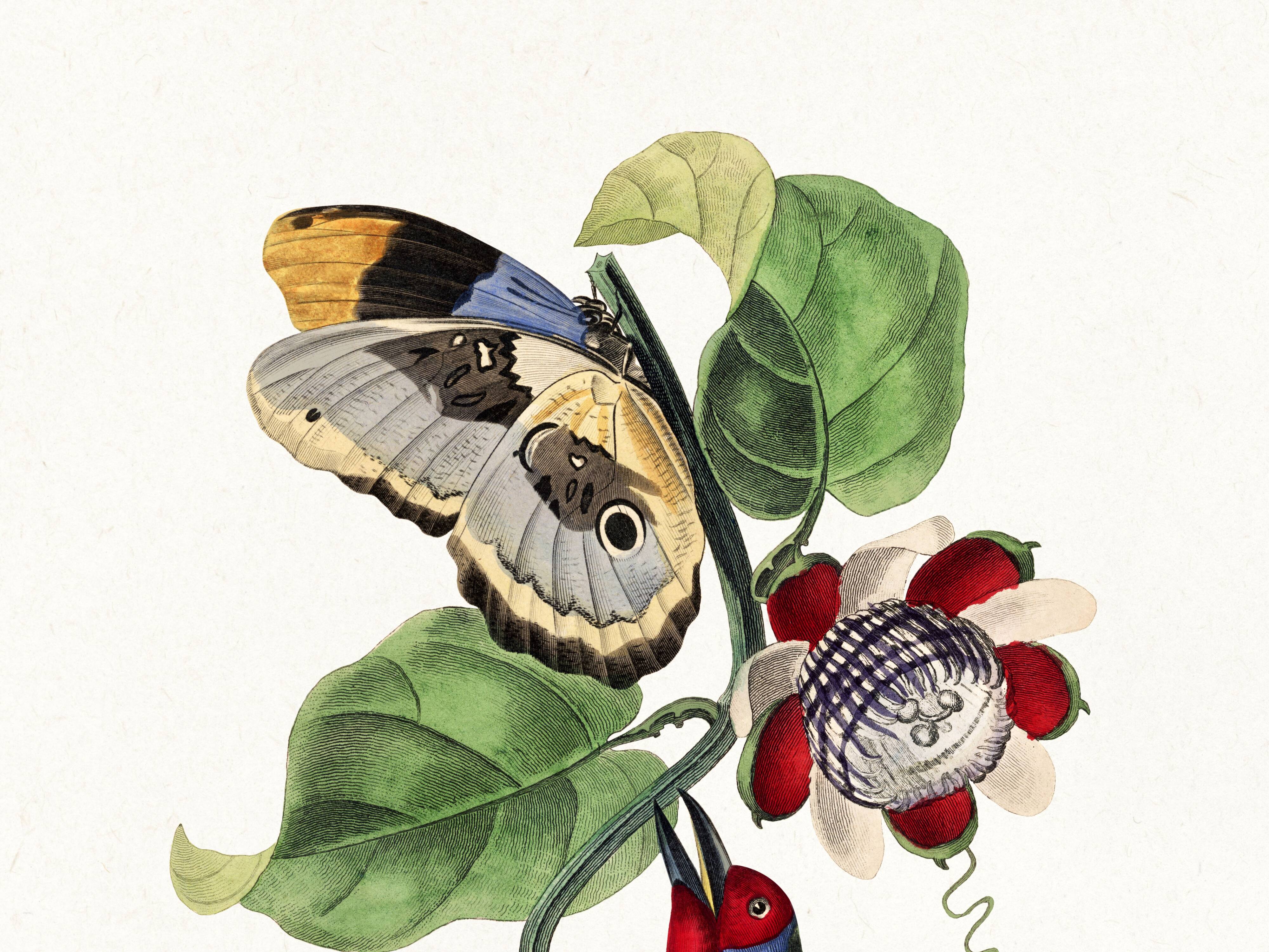 Poster featuring the elegant Cabezón (exotic bird), based on an engraving