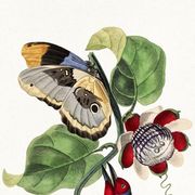 Poster featuring the elegant Cabezón (exotic bird), based on an engraving