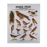Educational poster, useful birds