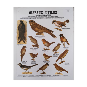 Educational poster, useful birds