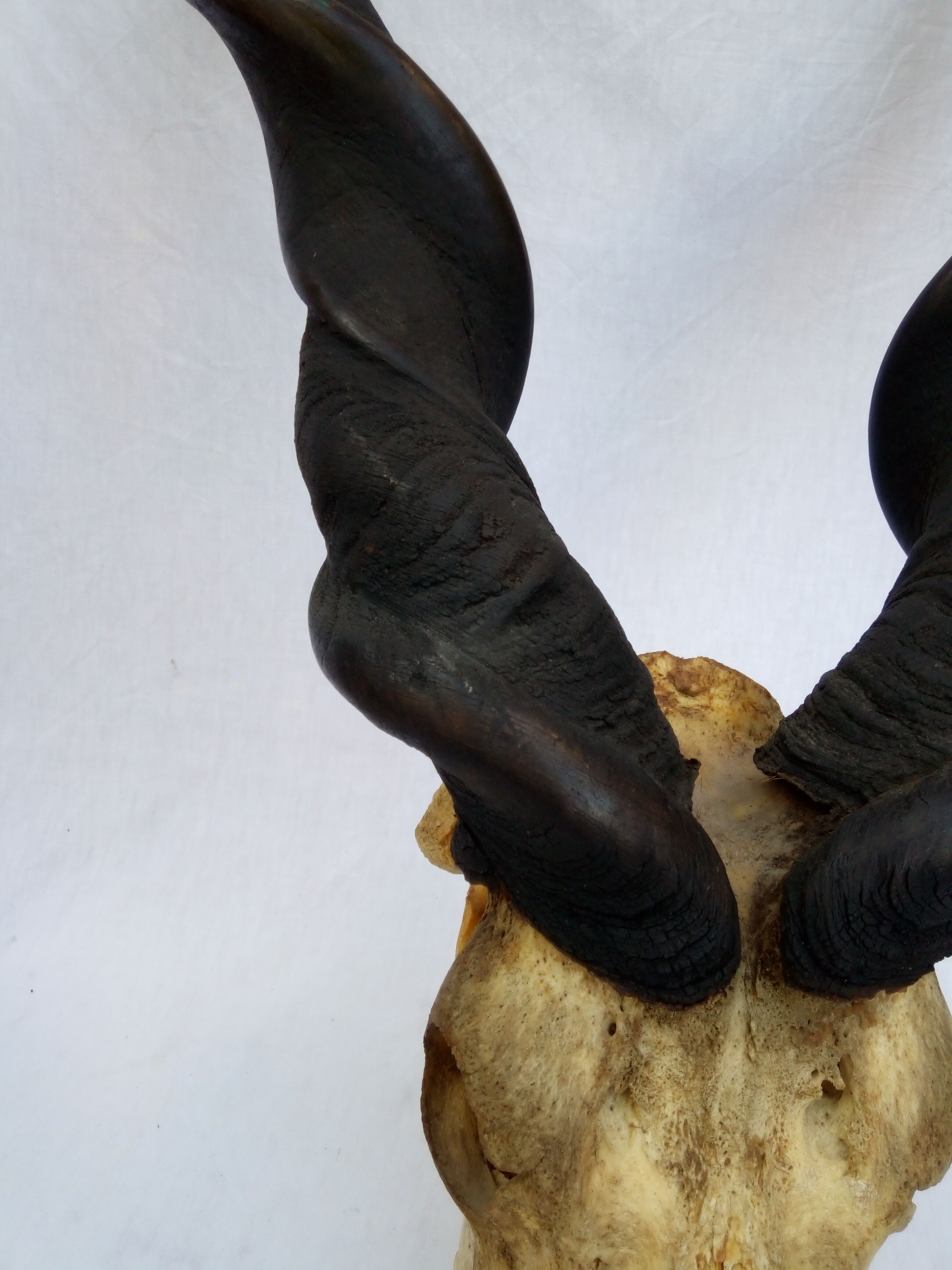 Ancient and very large hunting trophy. Derby Elk