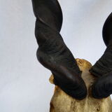 Ancient and very large hunting trophy. Derby Elk