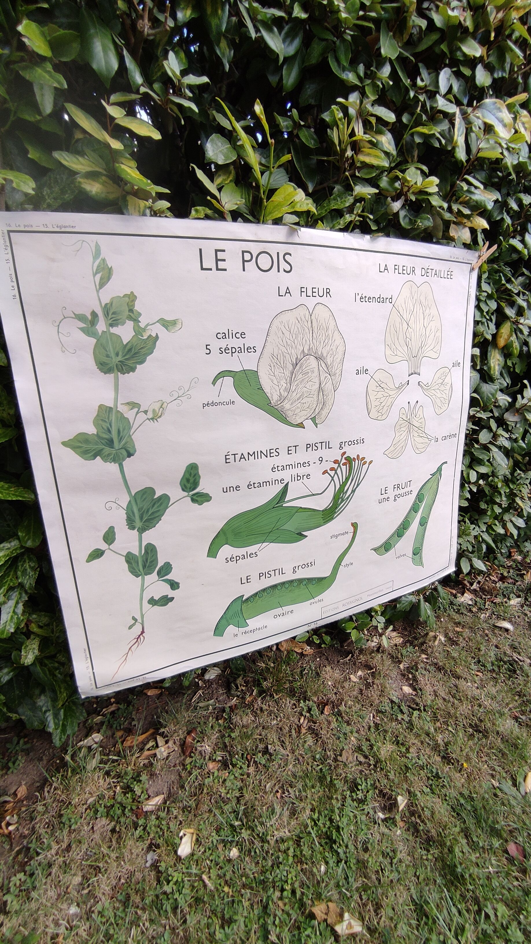 Botanical school poster Montmorillon 15 & 16