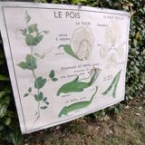 Botanical school poster Montmorillon 15 & 16