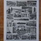 Lithographie originale sur les mollusques