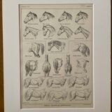 Lithograph on the anatomy of the horse (head, rump, hooves) - 1920