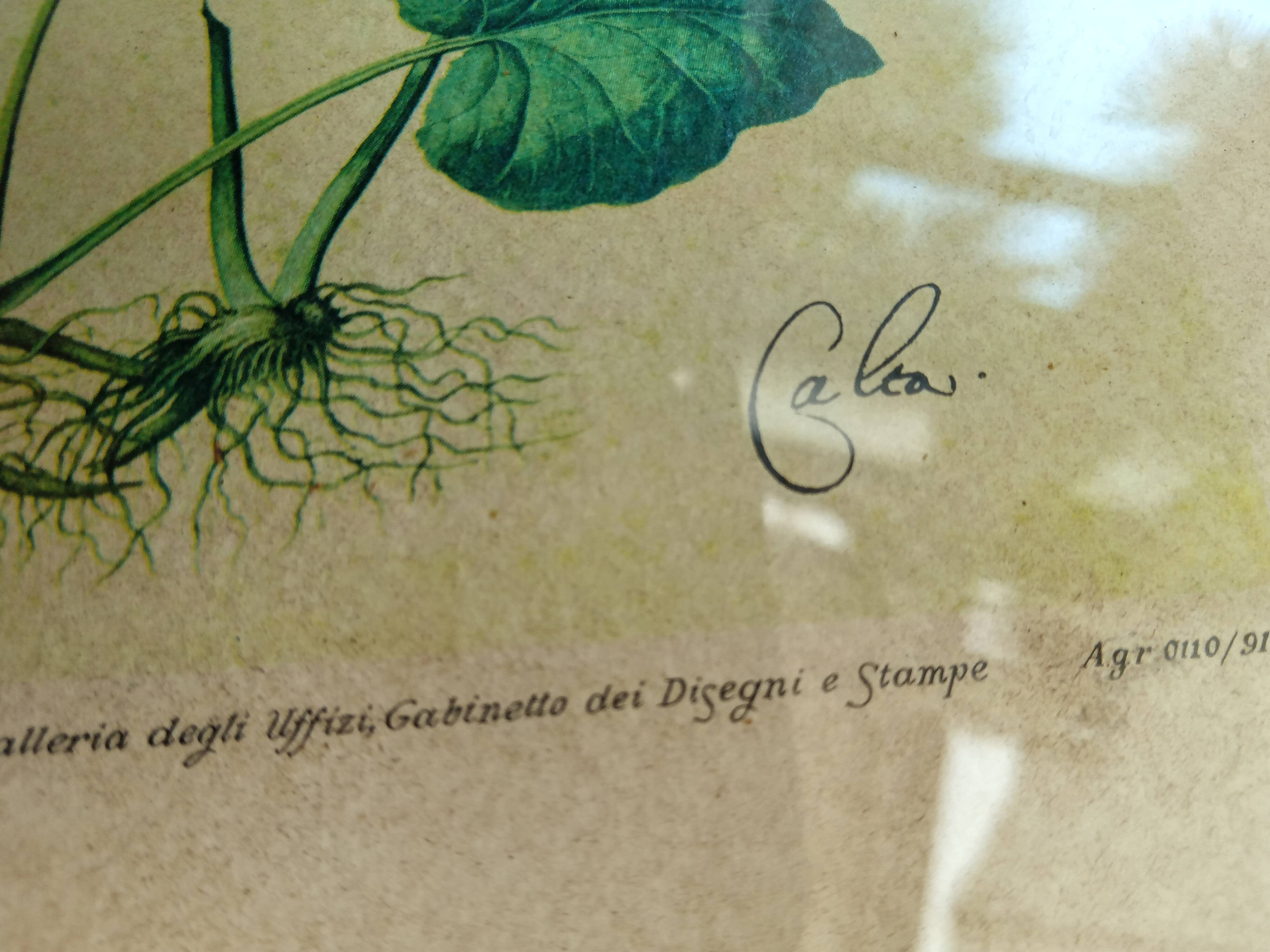 Botanical plate