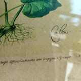 Botanical plate
