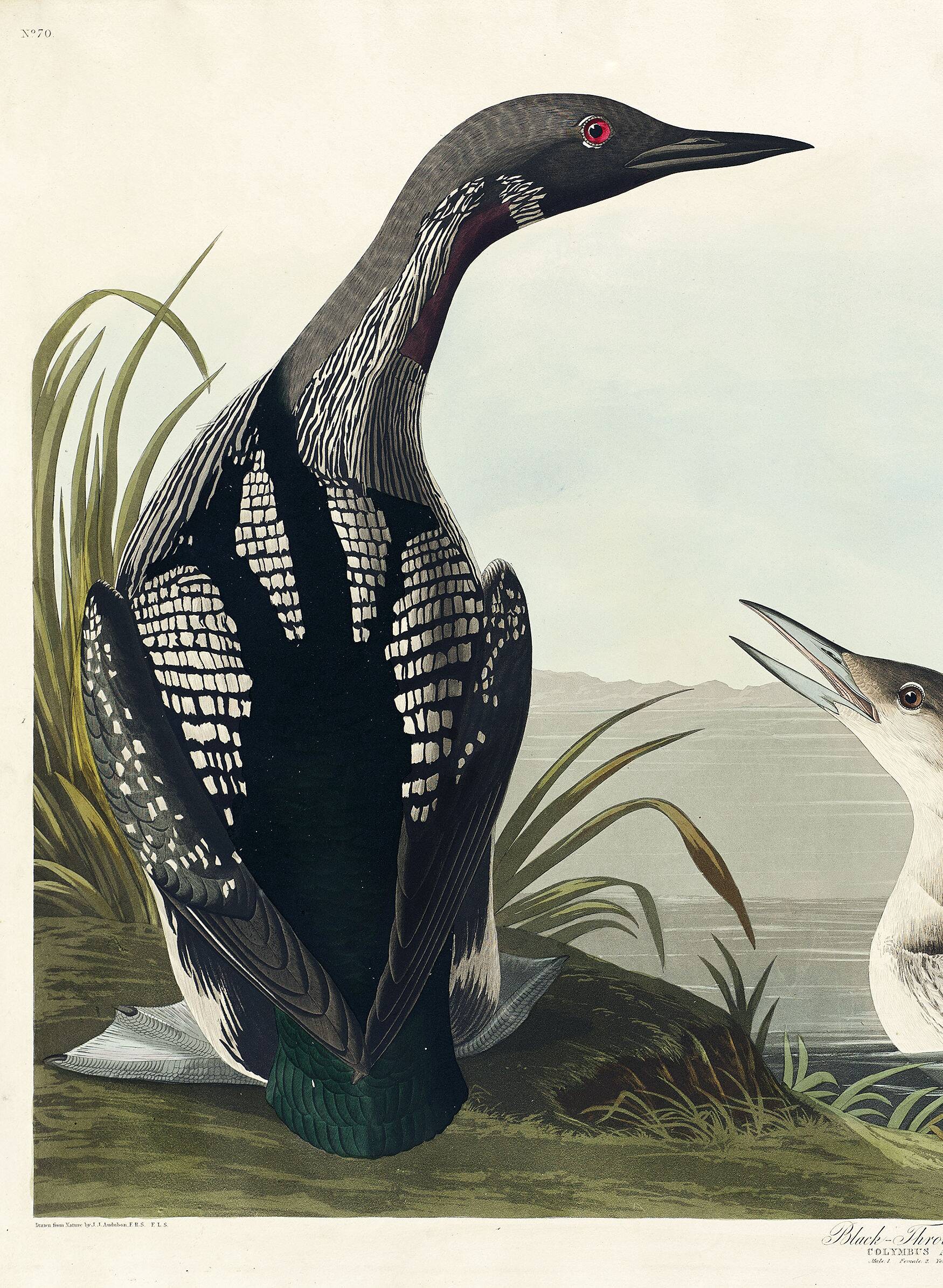 Poster about the Imbrin Diver, based on an old engraving from 1827.