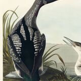 Poster about the Imbrin Diver, based on an old engraving from 1827.