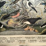 Large antique engraving, 1886 - Thrushes and European birds. Lithograph.