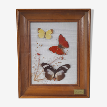 Butterfly frame 1960