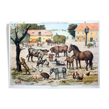 Animal Poster Grid, Fadrus, on a Farm, 1952