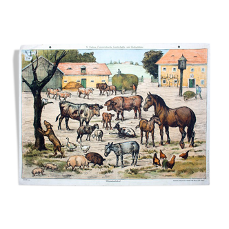 Animal Poster Grid, Fadrus, on a Farm, 1952