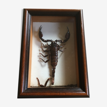 Cadre insecte