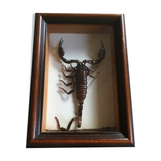 Insect frame