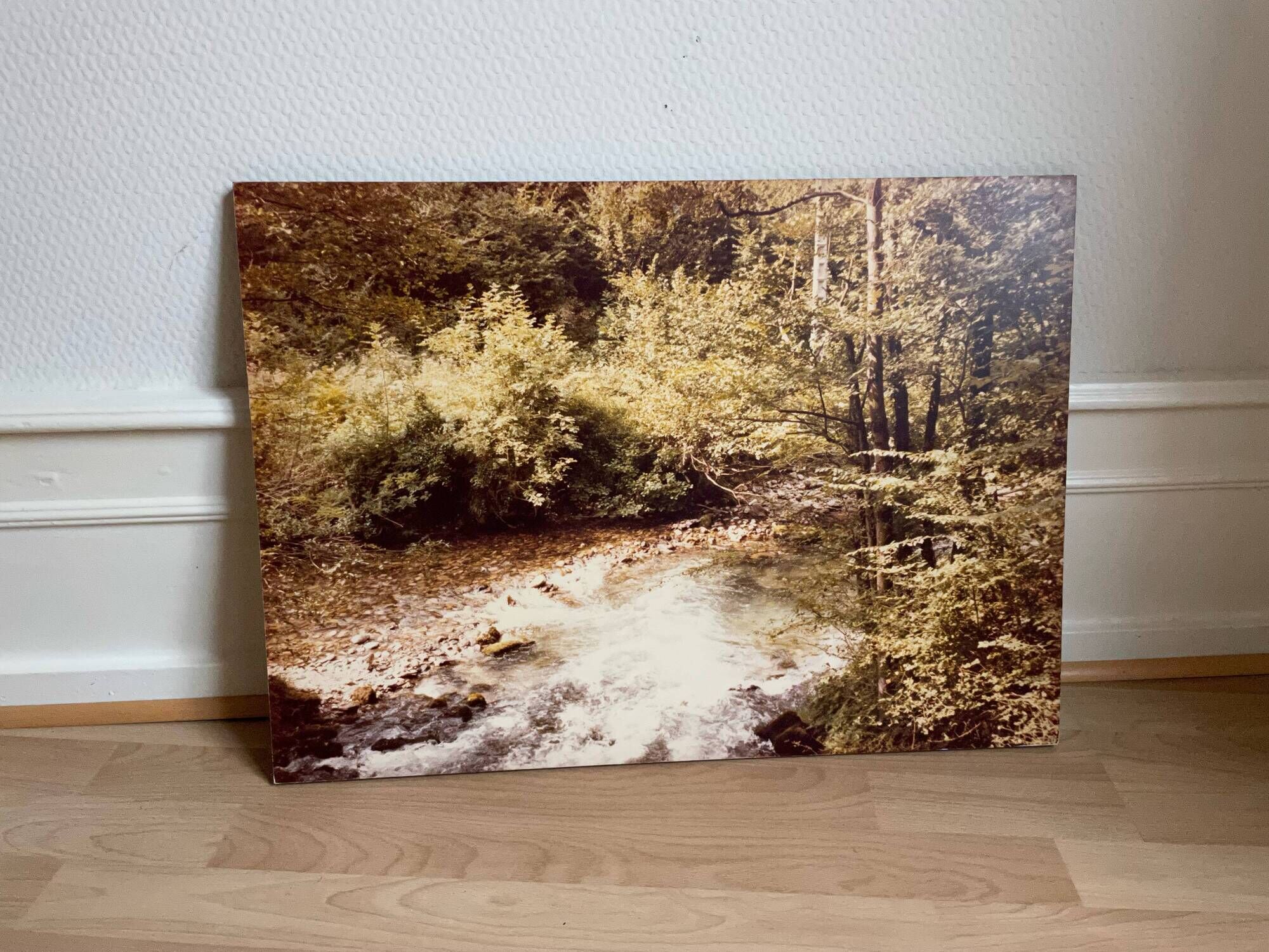 Large old photo, 70s, forest landscape - laminated