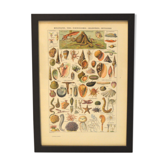 Framed lithograph shells 1923