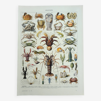 Gravure ancienne, Crustacés, crabe, faune marine, marin • Lithographie, Planche originale 1947
