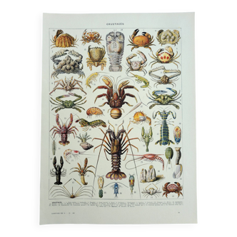 Gravure ancienne, Crustacés, crabe, faune marine, marin • Lithographie, Planche originale 1947