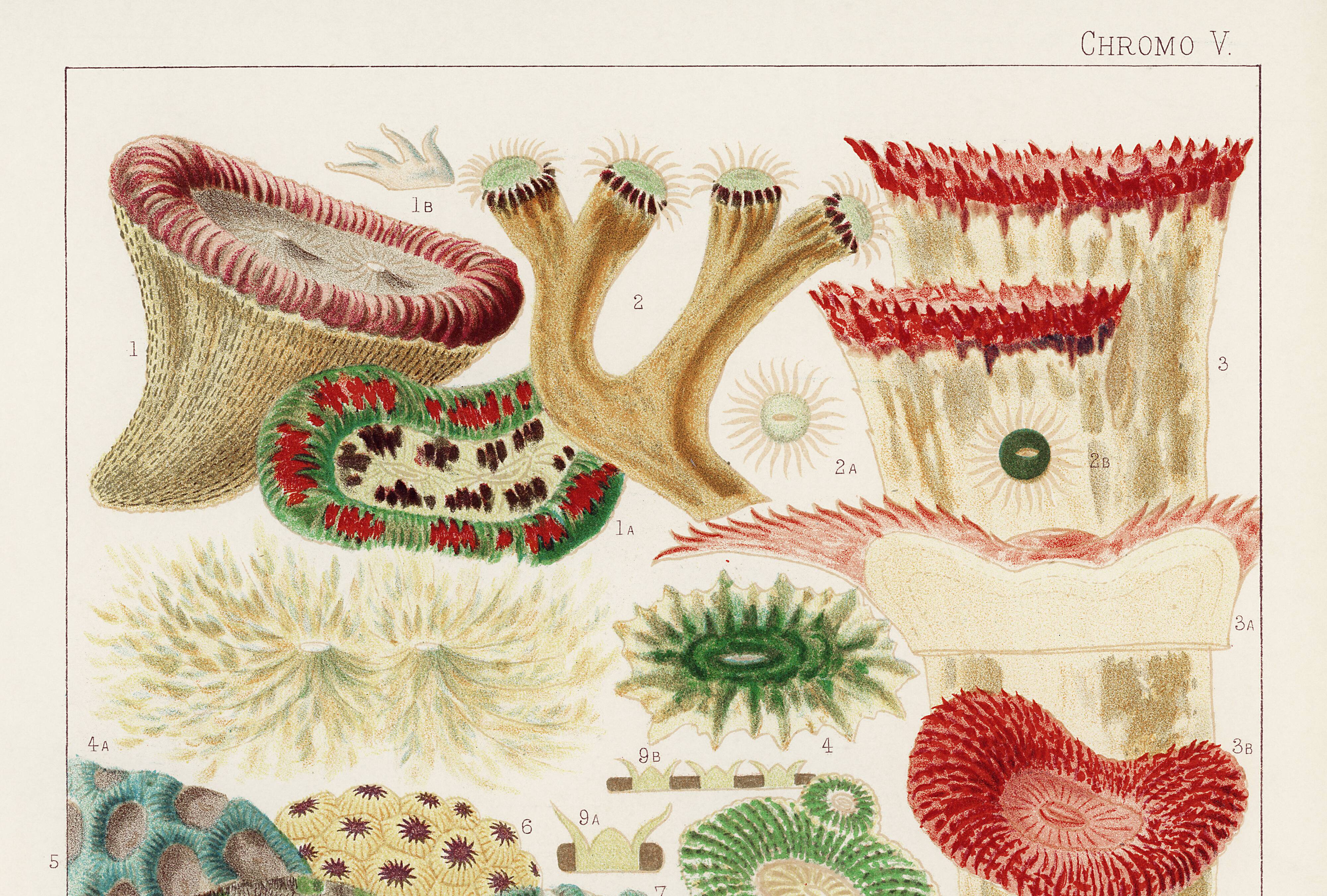 Affiche sur "les anémones de la Grande barrière de Corail", 1893