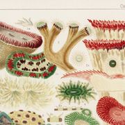 Poster about "the anemones of the Great Barrier Reef", 1893