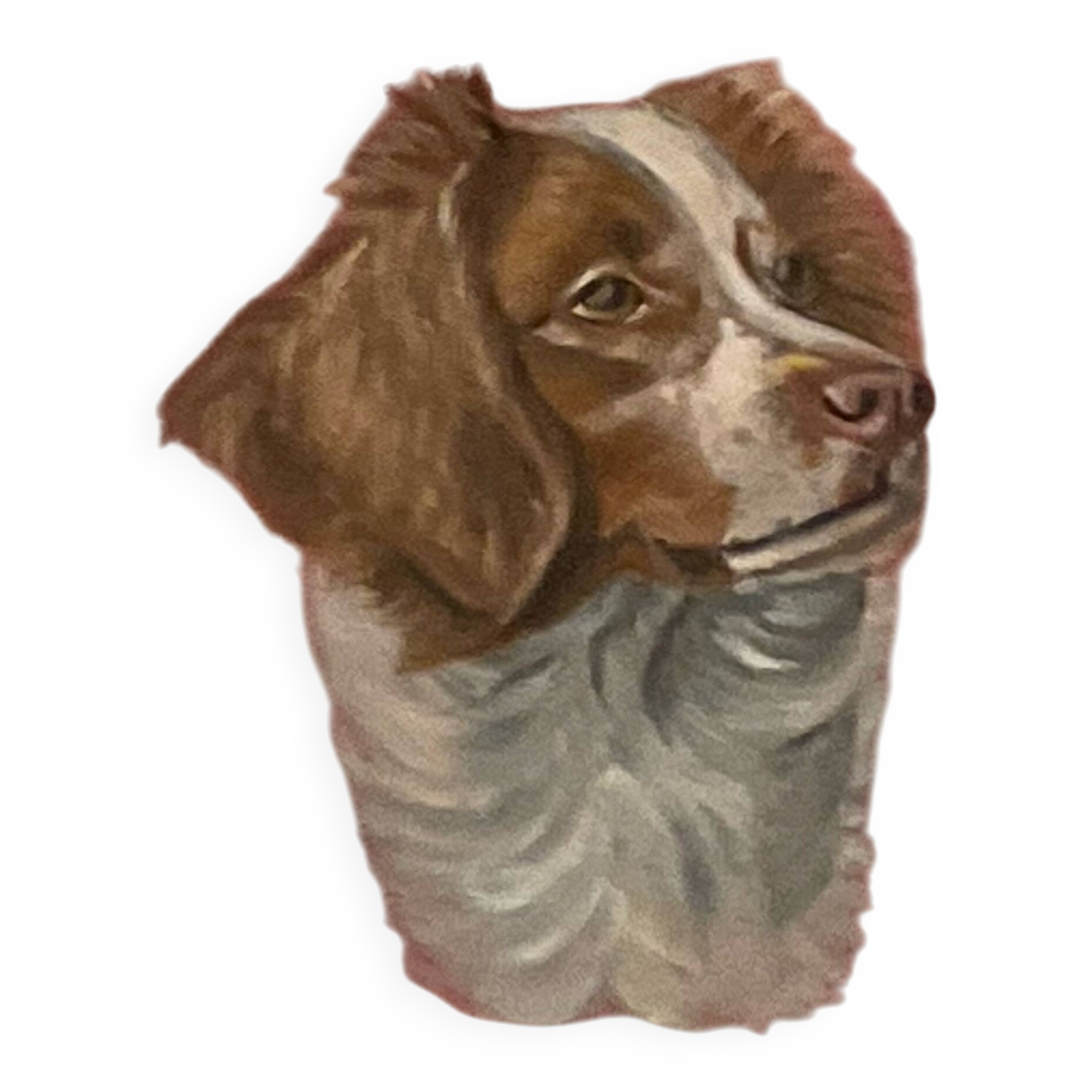Portrait of a Brittany Spaniel
