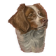 Portrait of a Brittany Spaniel