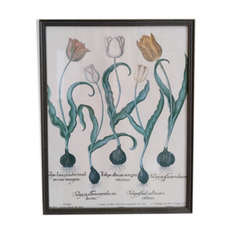 Framed botanical board