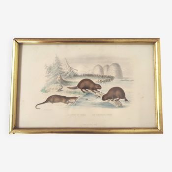 Zoological board engraving Buffon otter and beaver from Canada gilded wood frame
