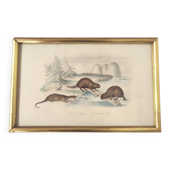 Planche zoologique gravure Buffon loutre et castor du Canada cadre bois doré