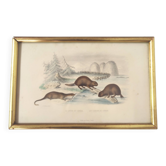 Zoological board engraving Buffon otter and beaver from Canada gilded wood frame