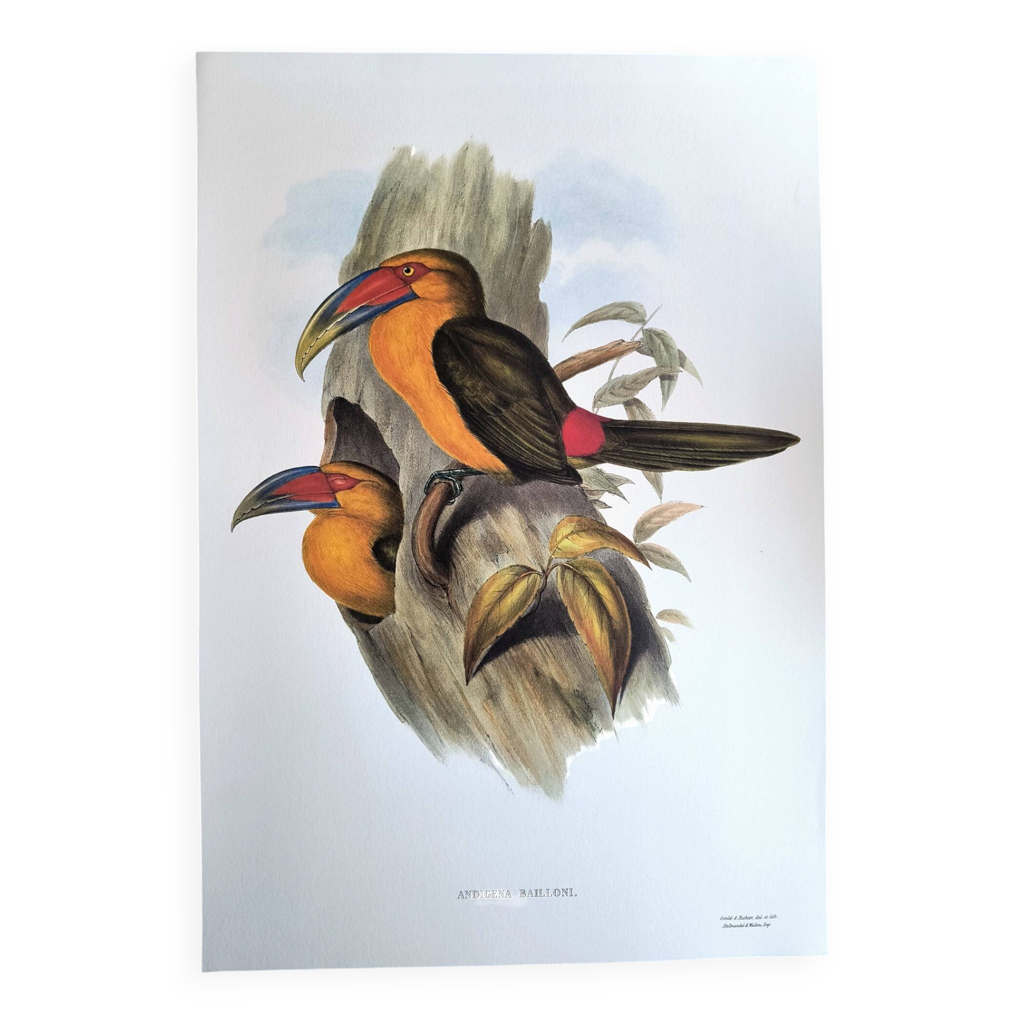 Large Vintage Illustration - Baillon's Toucan by John Gould - Plate