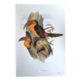 Large Vintage Illustration - Baillon's Toucan by John Gould - Plate