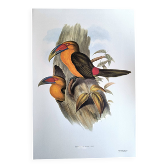 Large Vintage Illustration - Baillon's Toucan by John Gould - Plate