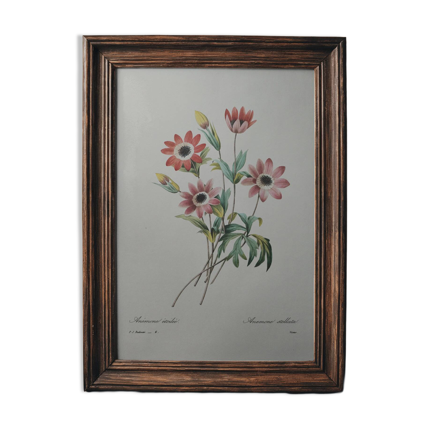 Planche illustrée originale Anémone étoilée