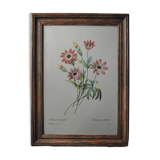 Planche illustrée originale Anémone étoilée