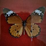 Curiosity, entomology, taxidermy, 9 butterflies