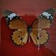 Curiosité, entomologie, taxidermie, 9 papillons