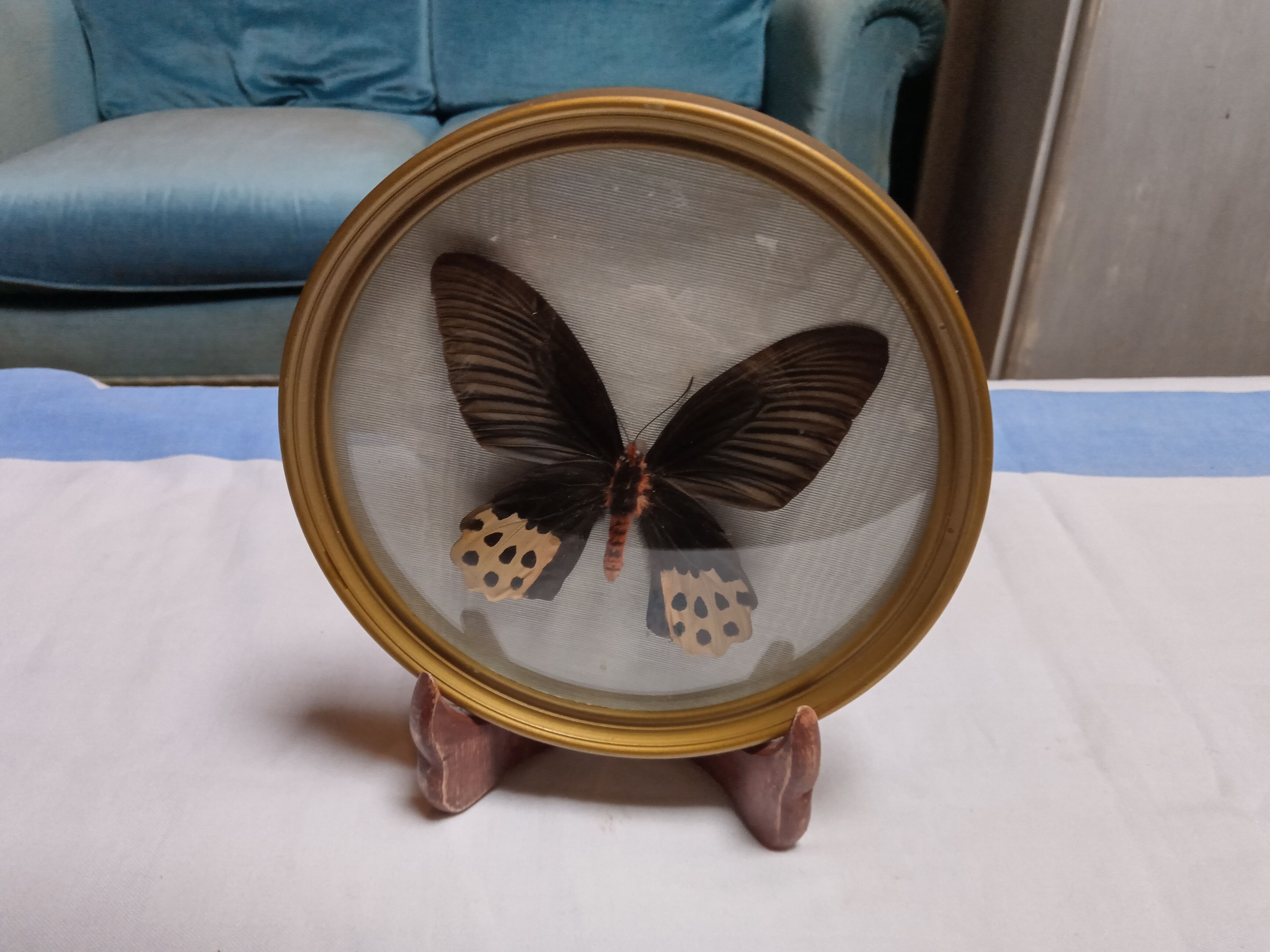 True butterfly frame