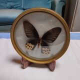 True butterfly frame