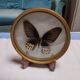True butterfly frame
