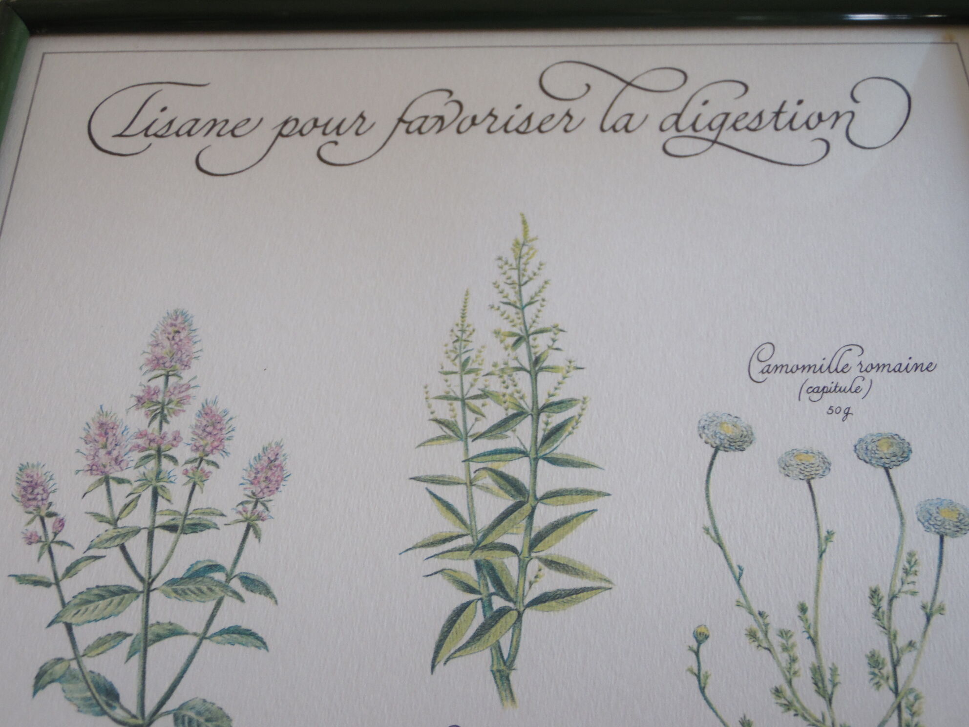 Botanical plate tisane for digestion, 1982 C Michaut